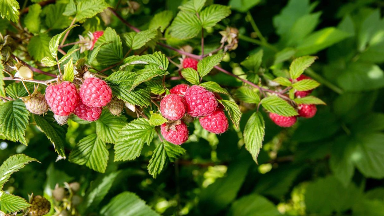 Малина обыкновенная ягоды