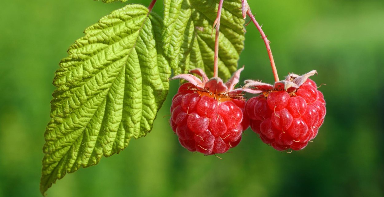 Куст малины в августе