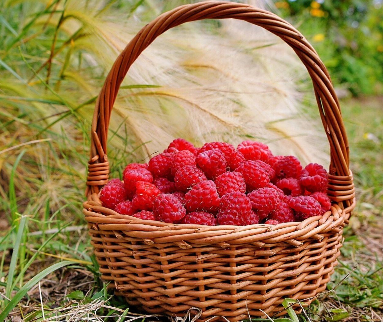Ягоды в лукошке