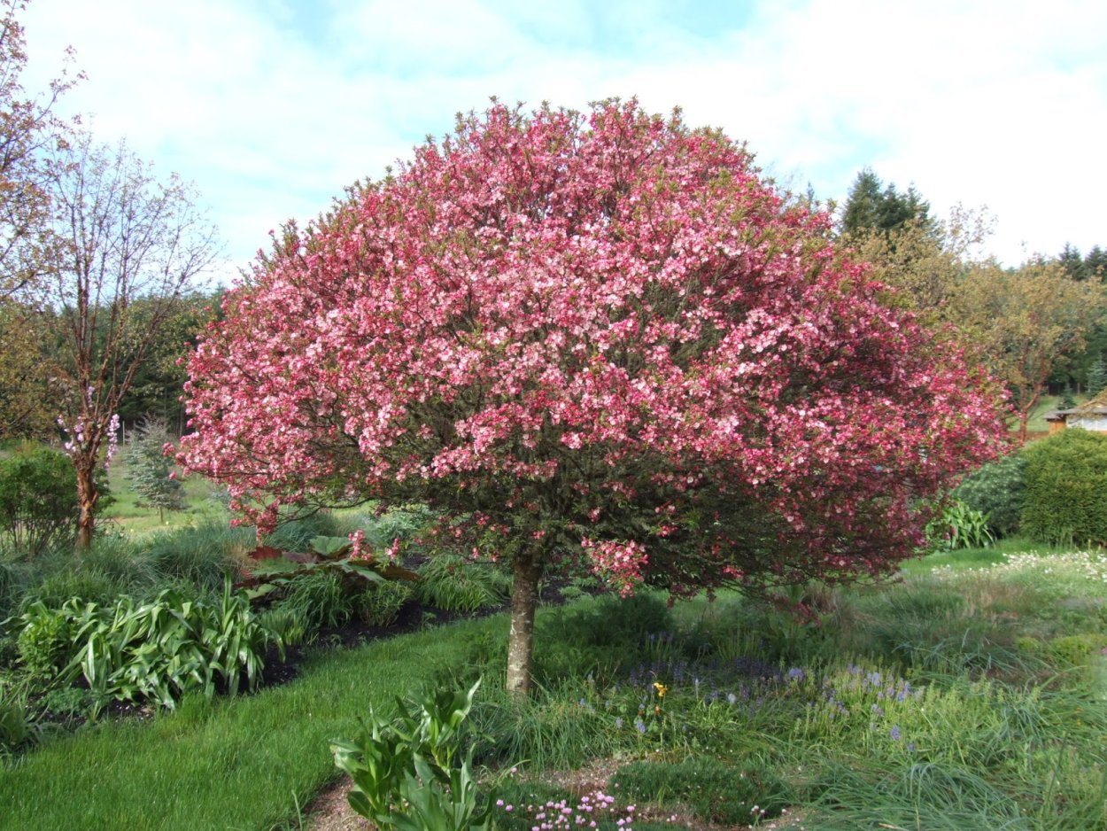 Яблоня Маковецкого