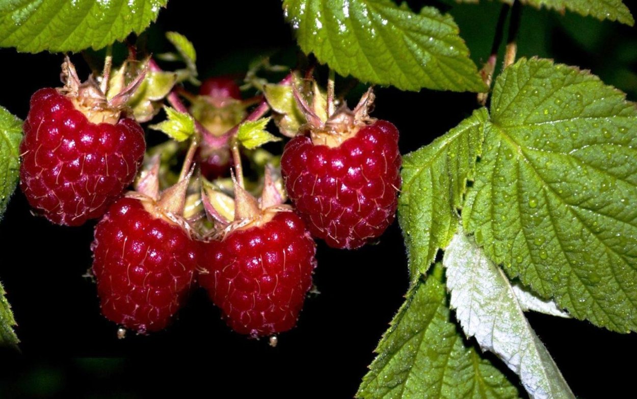 Малина Бердская