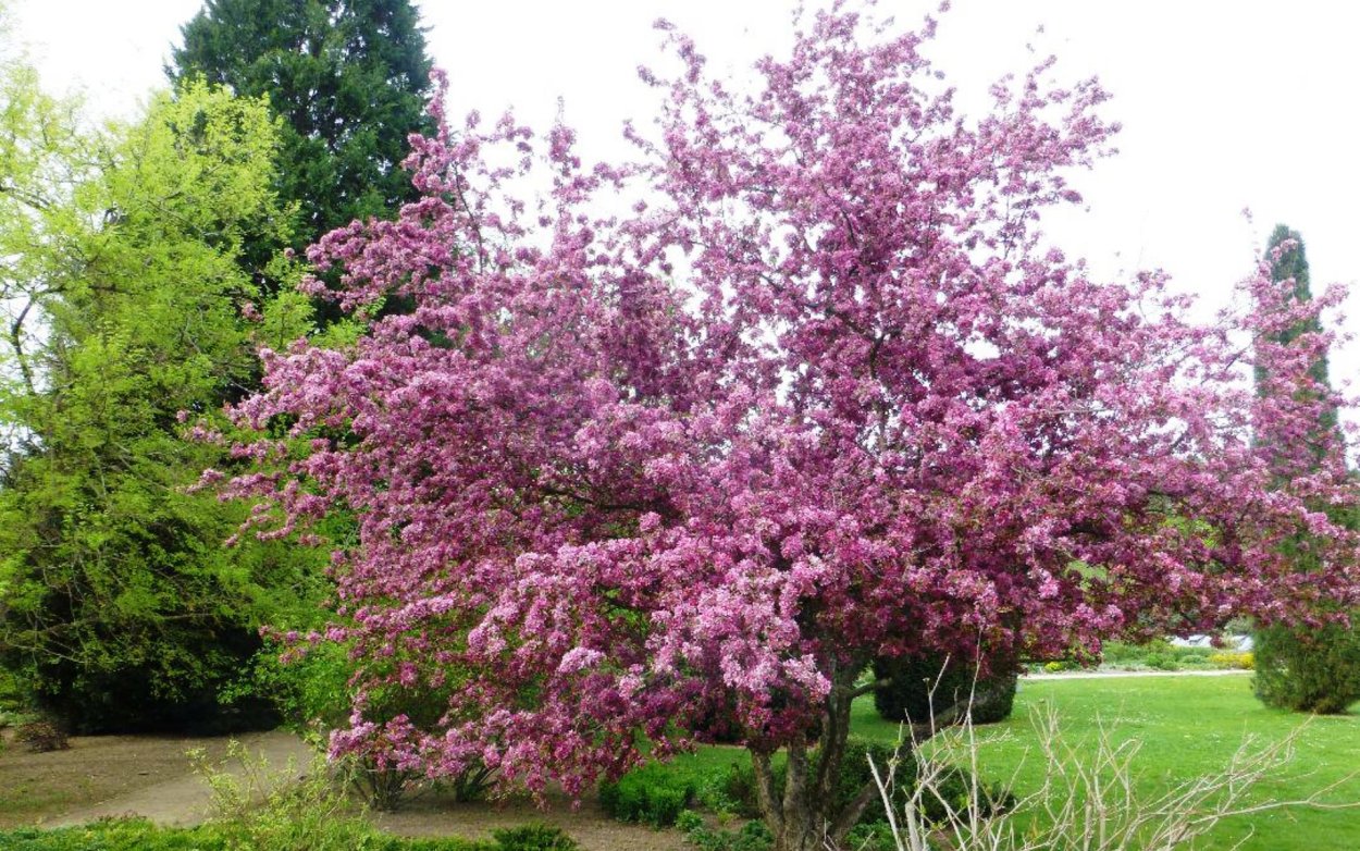 Яблоня Malus Profusion