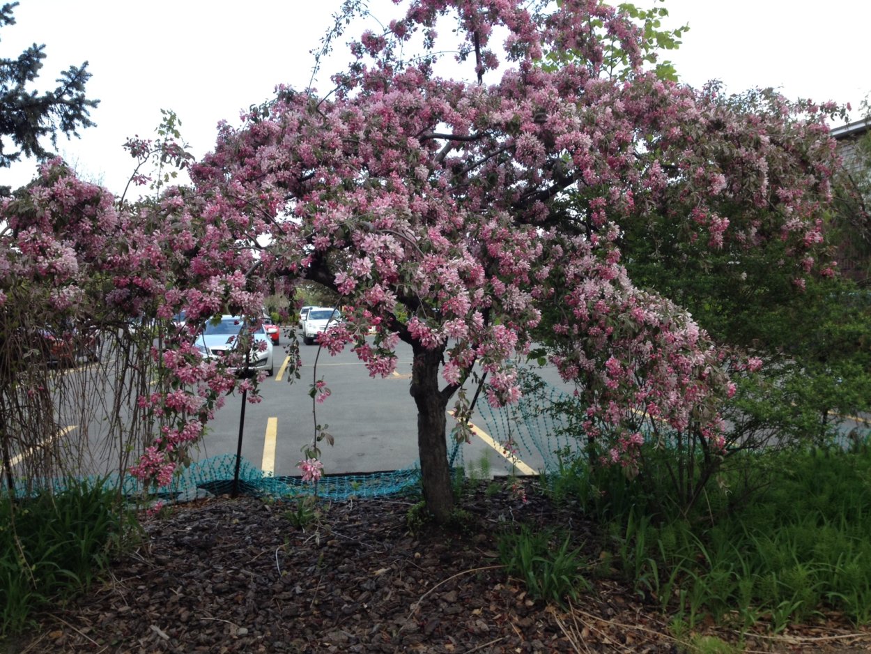 Яблоня декоративная ред Джейд