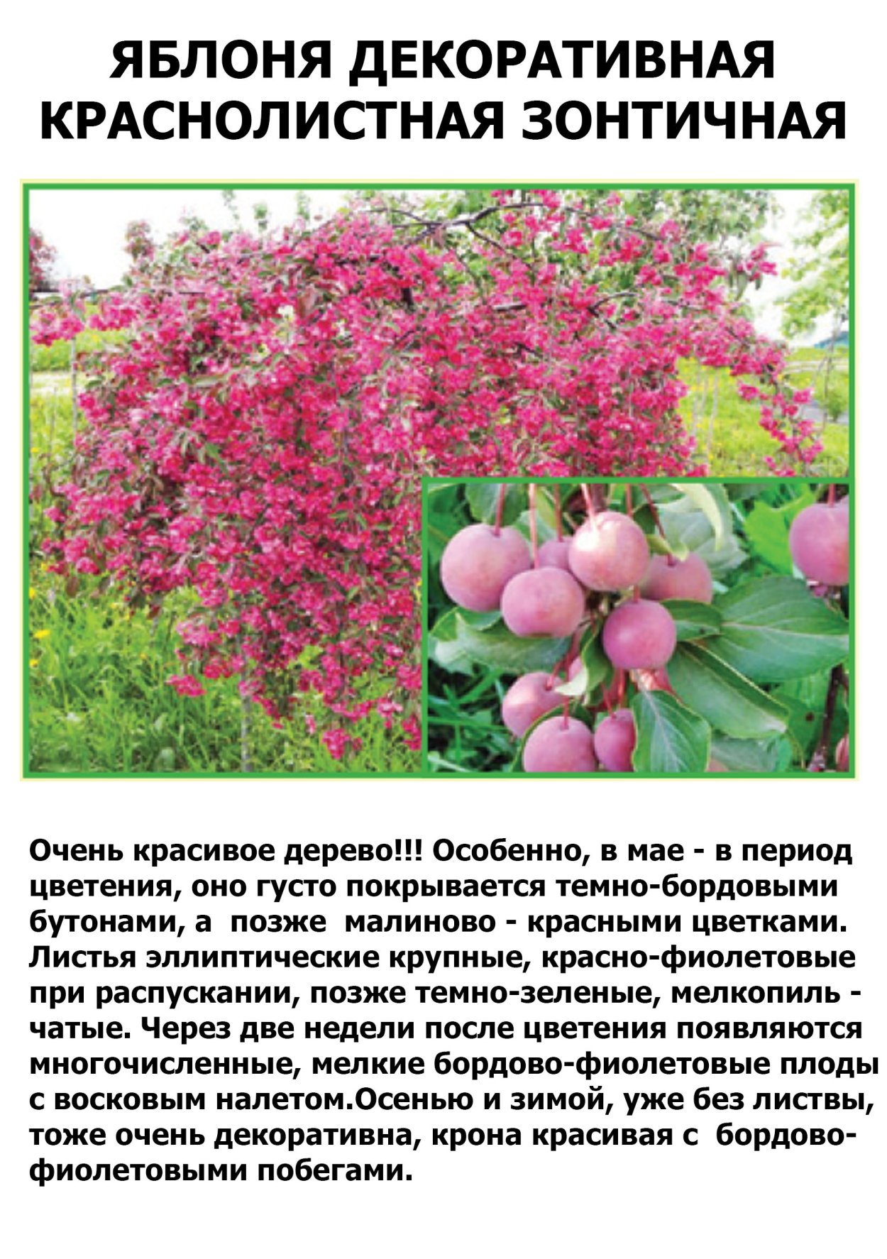 Яблоня декоративная краснолистная зонтичная