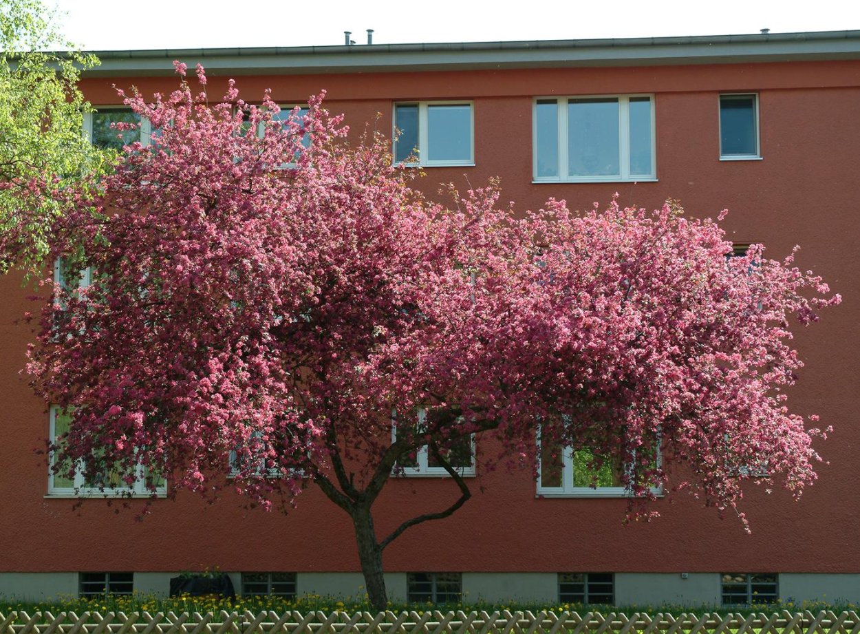 Яблоня Malus ‘Liset’