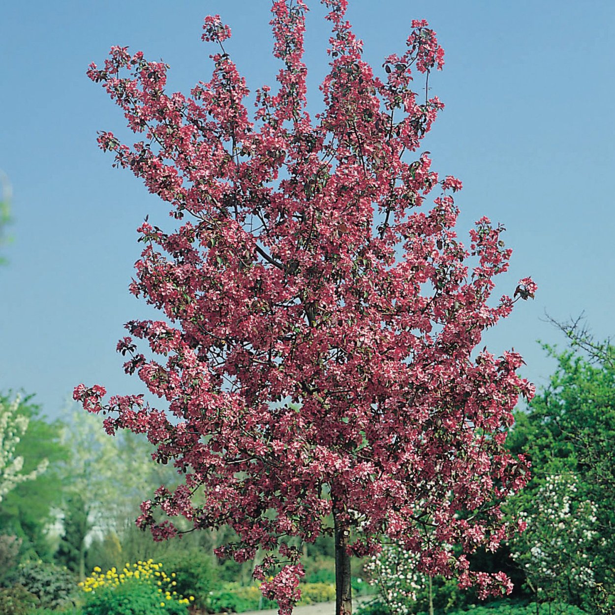 Яблоня краснолистная Скарлет