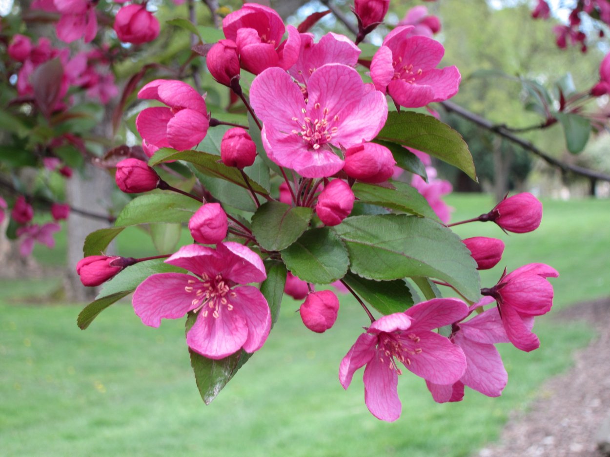 Яблоня Malus Profusion