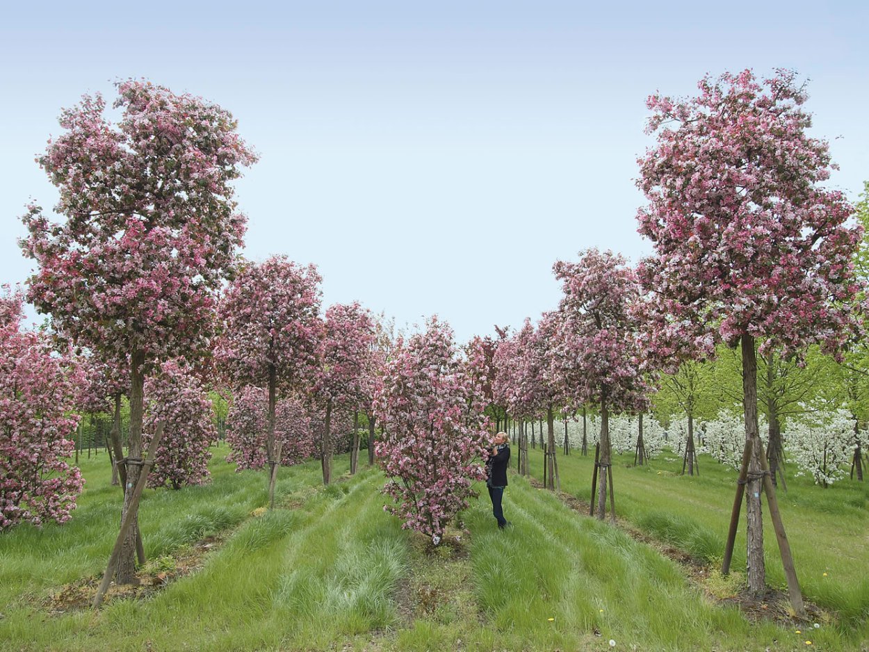 Яблоня декоративная Недзвецкого