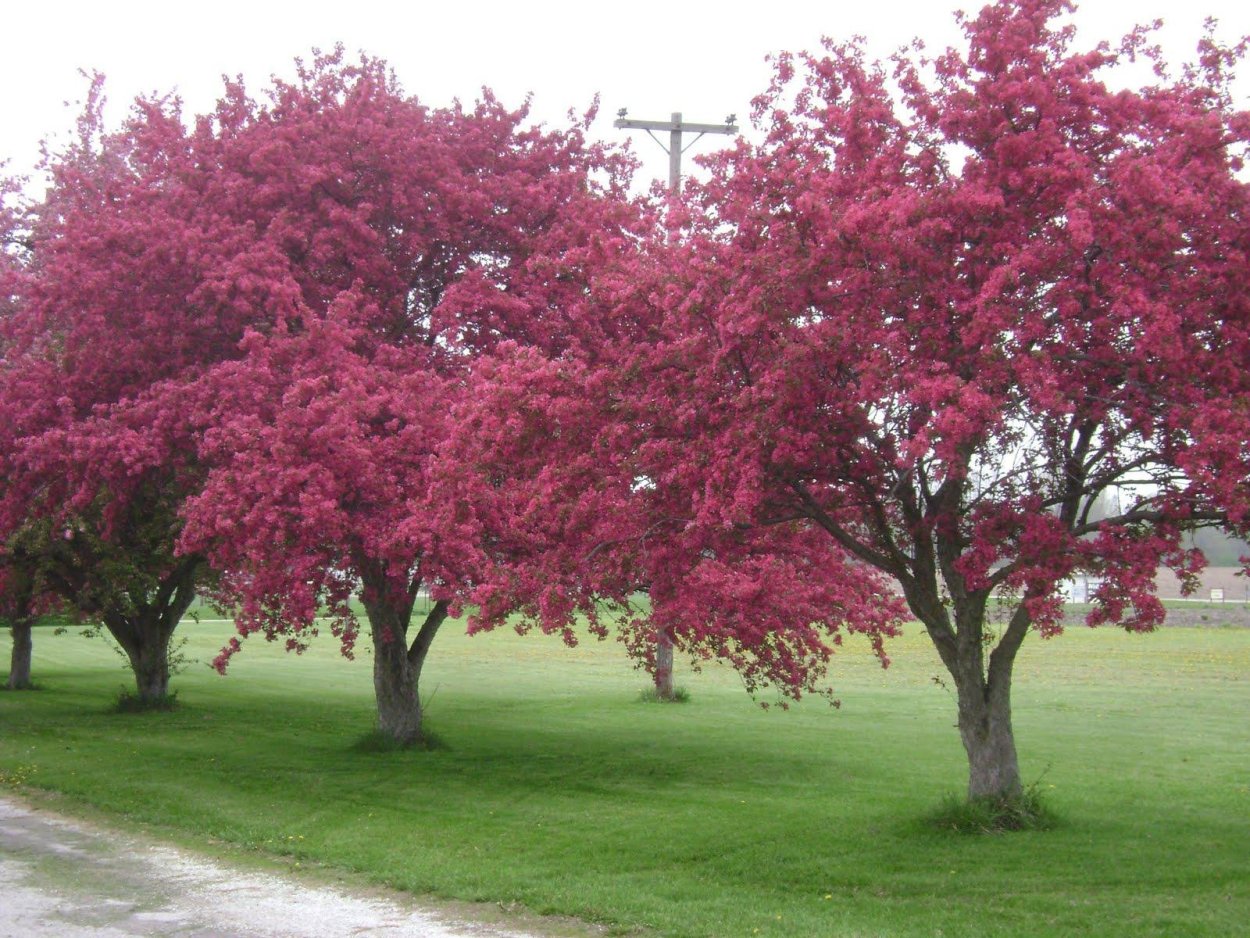Яблоня Хелена Недзвецкого
