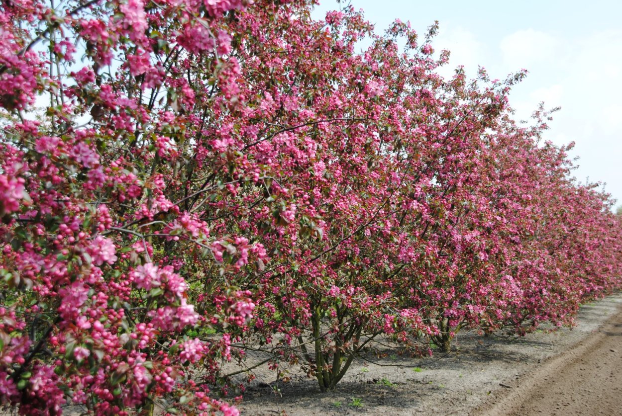 Яблоня Мокум Malus Mokum