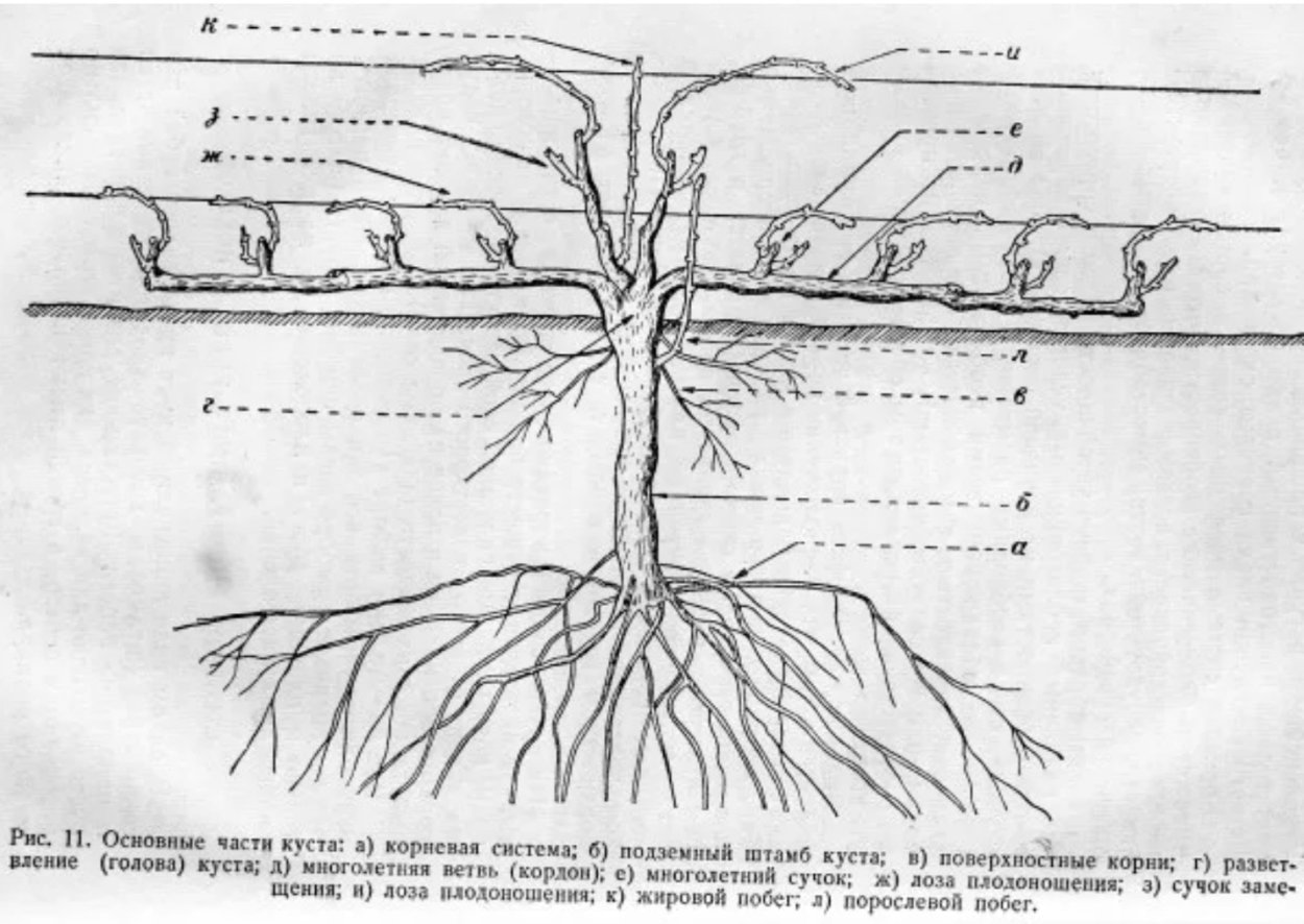 Строение винограда схема для чайников
