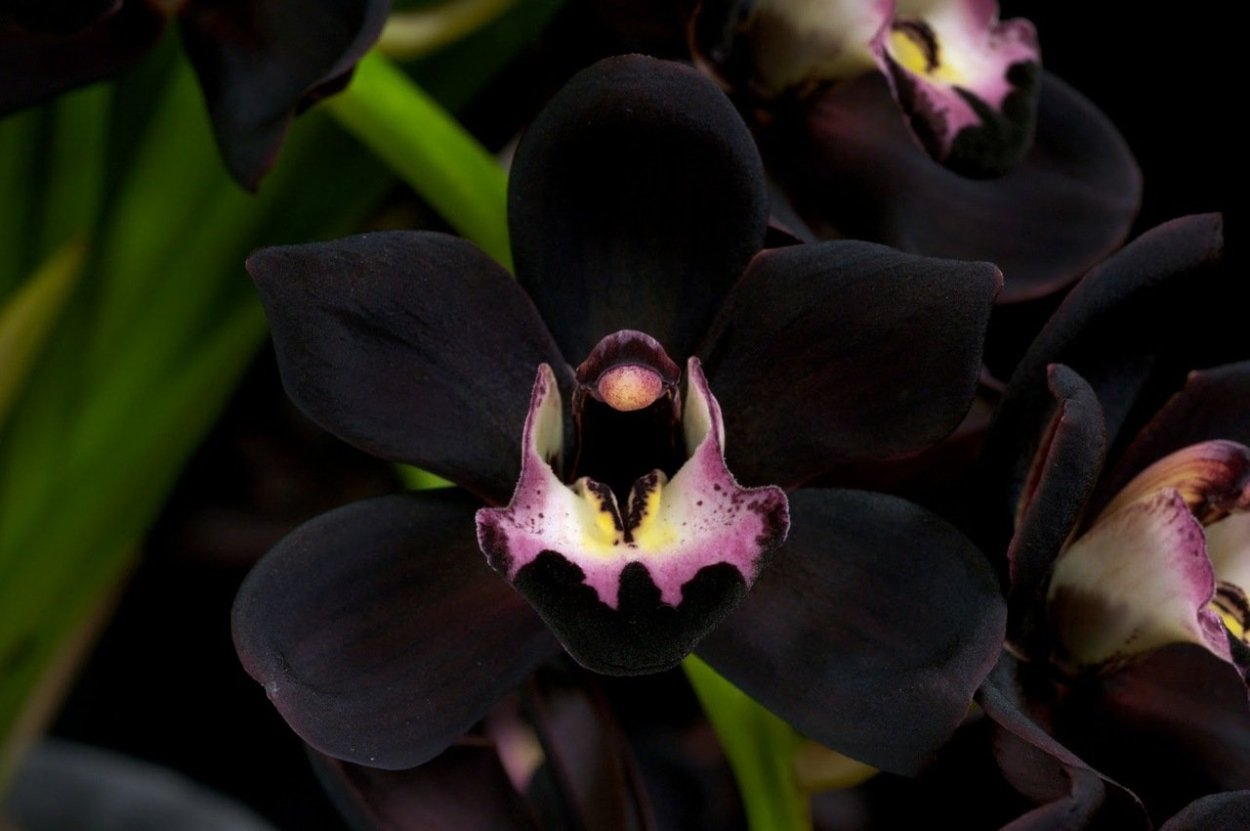 Орхидея утопия