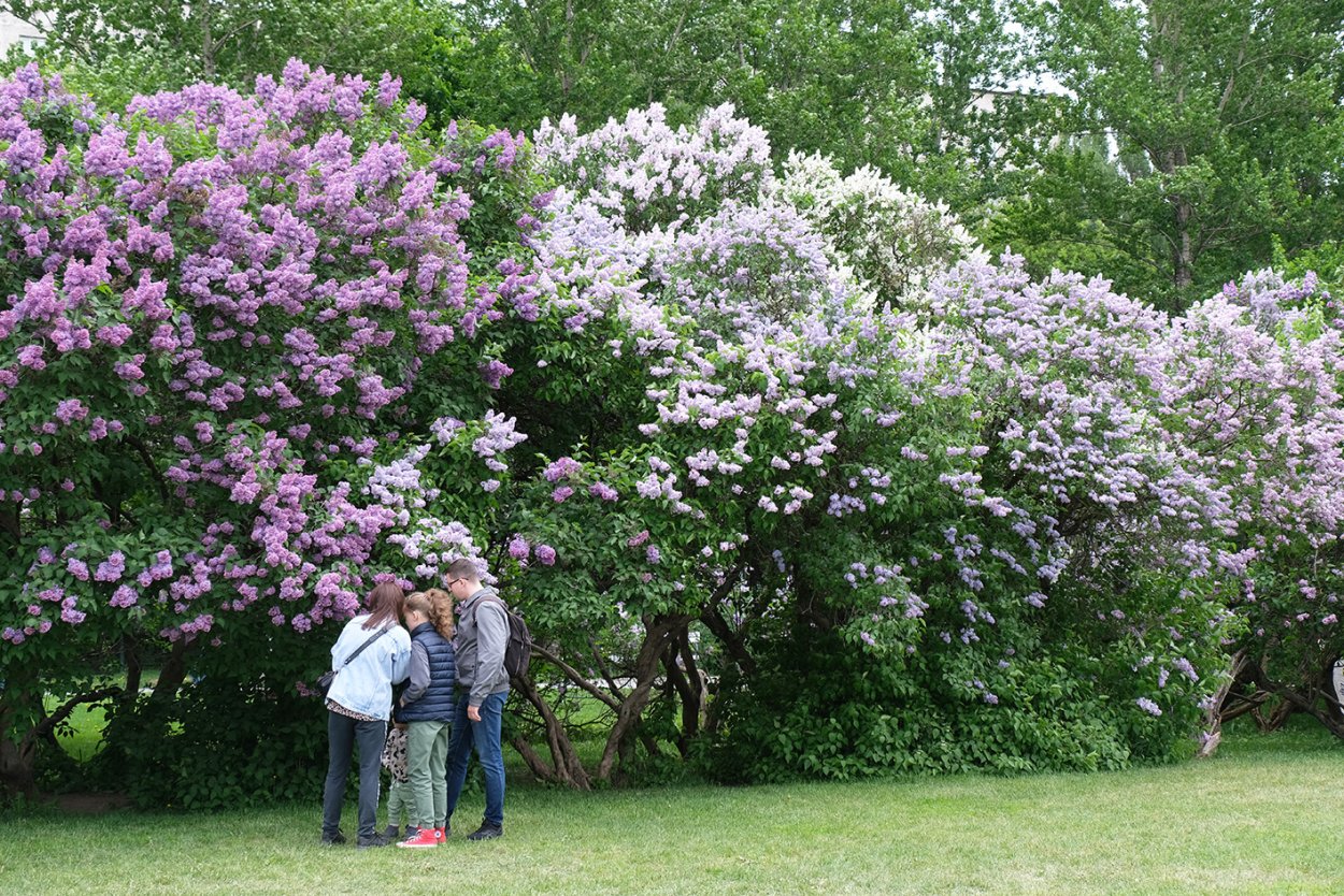 Сирень Анденкен Людвиг Шпет кустарник