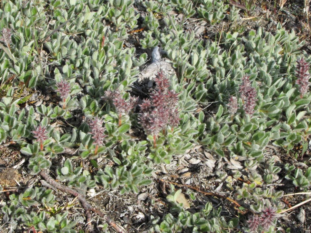 Полярная Ива в тундре