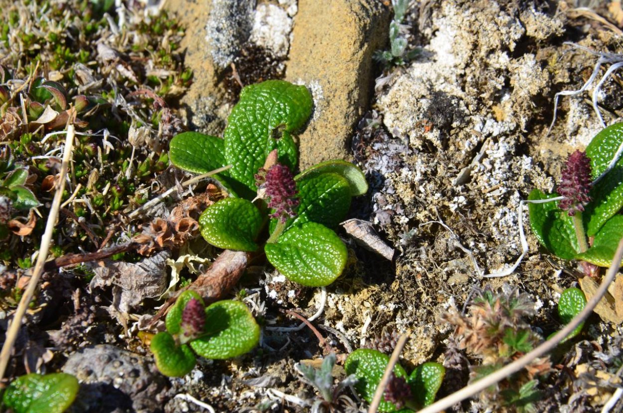 Ива сетчатая