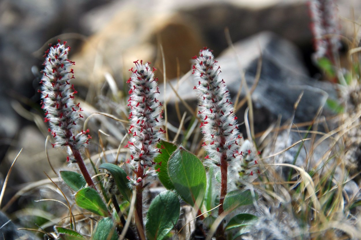 Полярная Ива в тундре