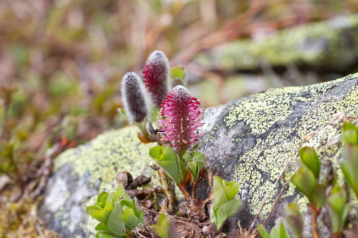 Salix Polaris Wahlenb. - Ива Полярная