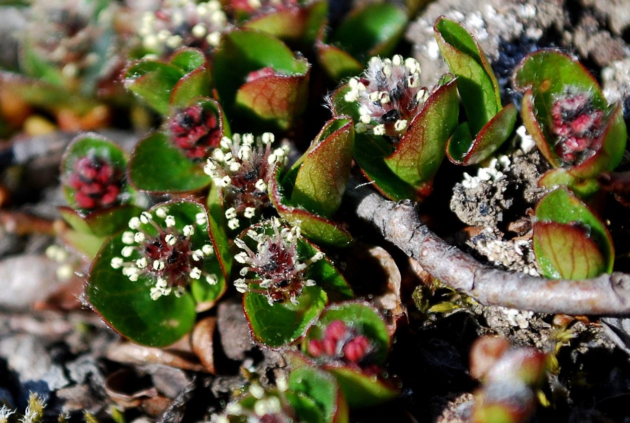 Полярная Ива в тундре