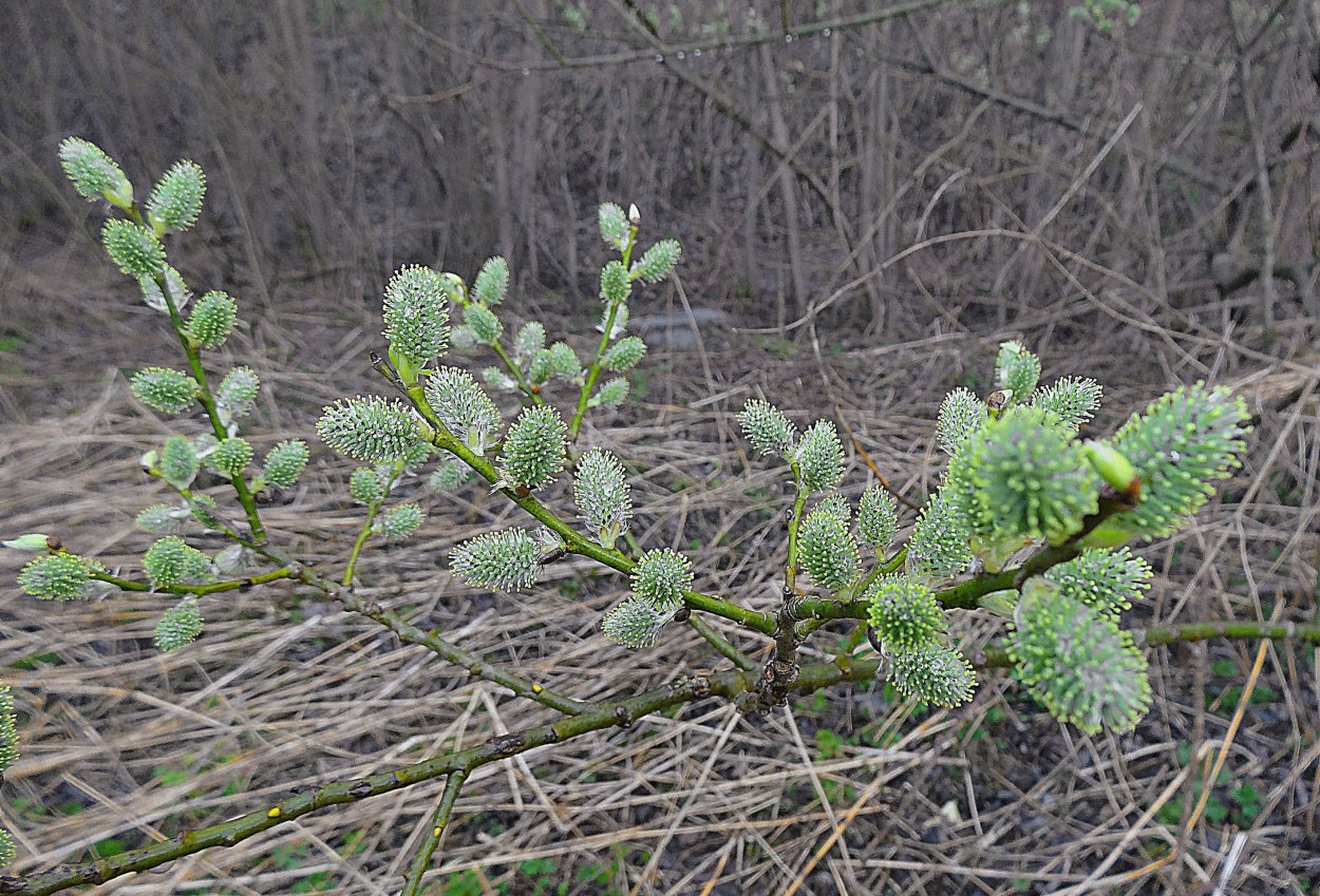 Ива Полярная