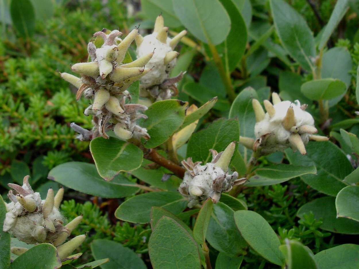 Полярная Ива в тундре