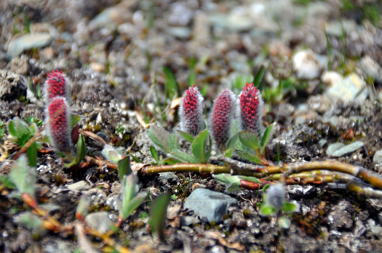 Salix rectijulis Ива прямосережчатая с