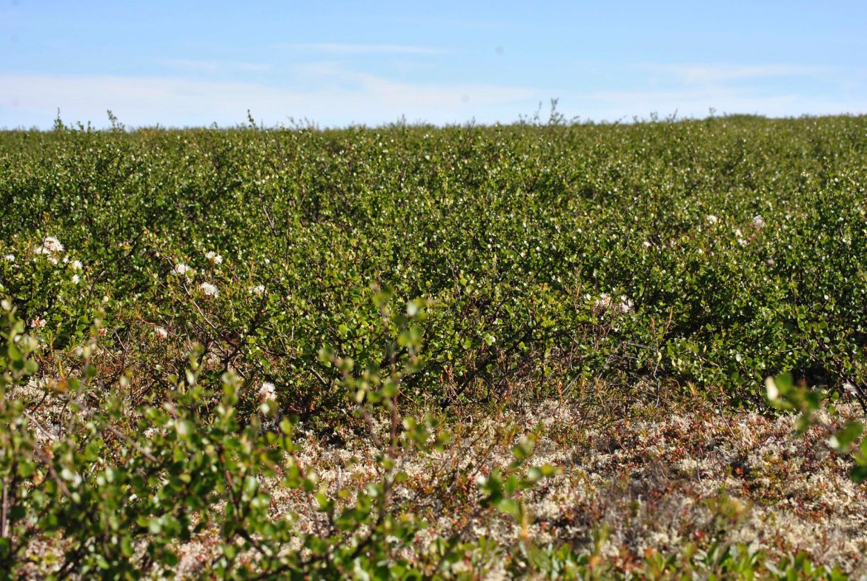 Ива Salix reticulata
