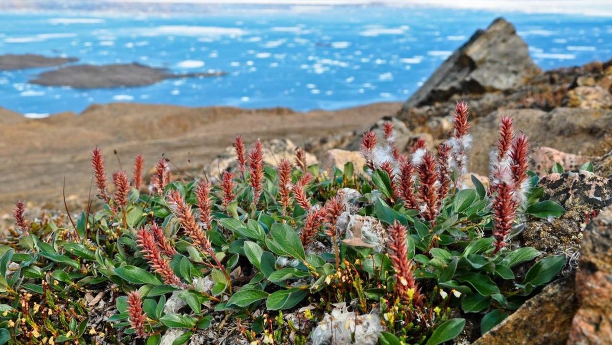 Полярная Ива арктических пустынь