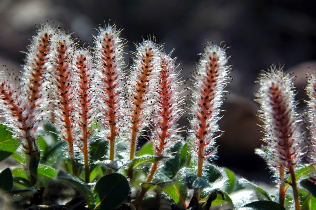 Salix Polaris Ива Полярная