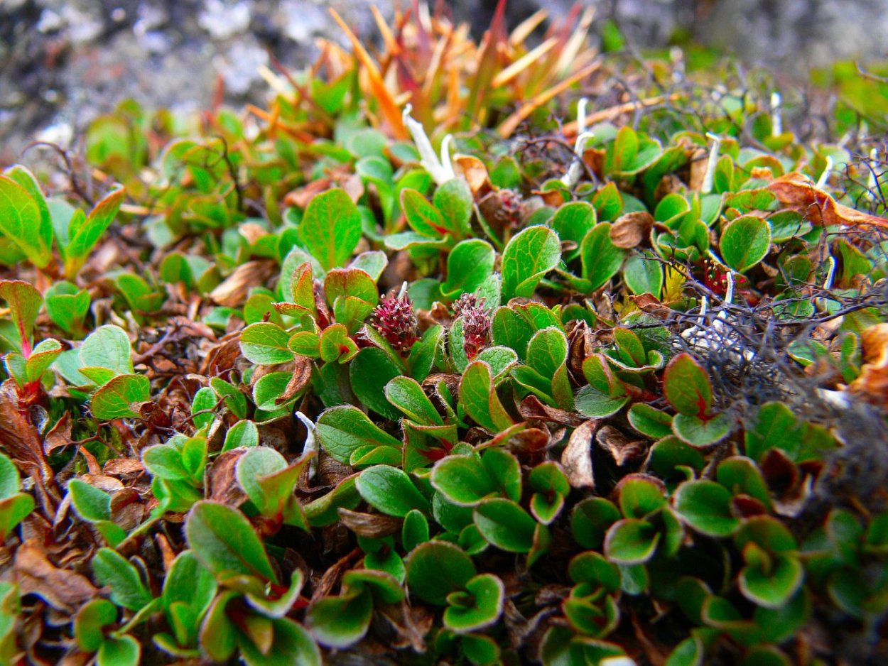 Salix Polaris Ива Полярная