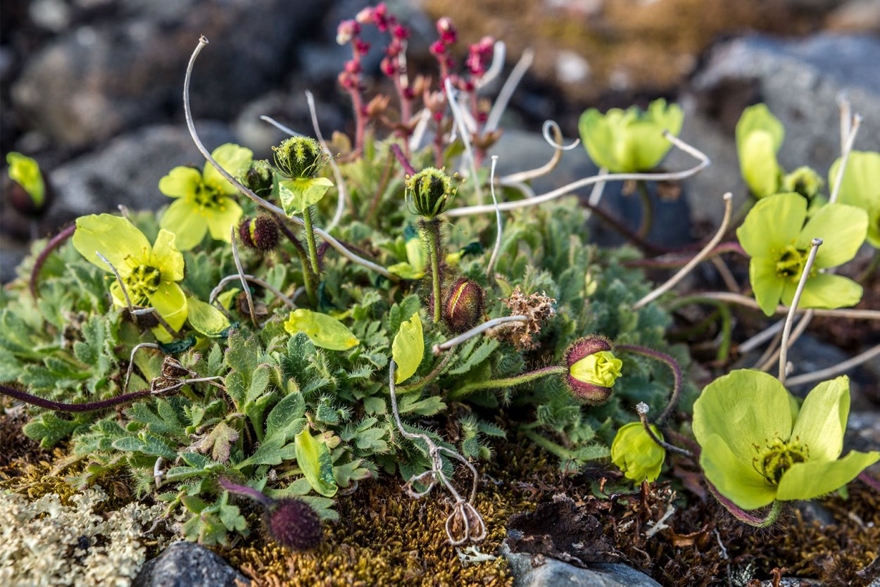 Арктическая Ива цвет