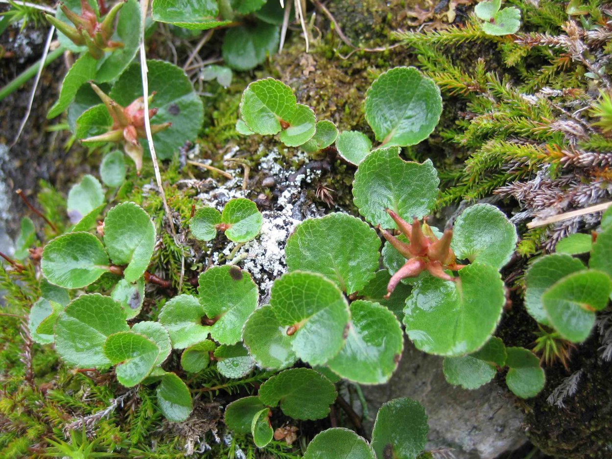 Карликовая Полярная Ива