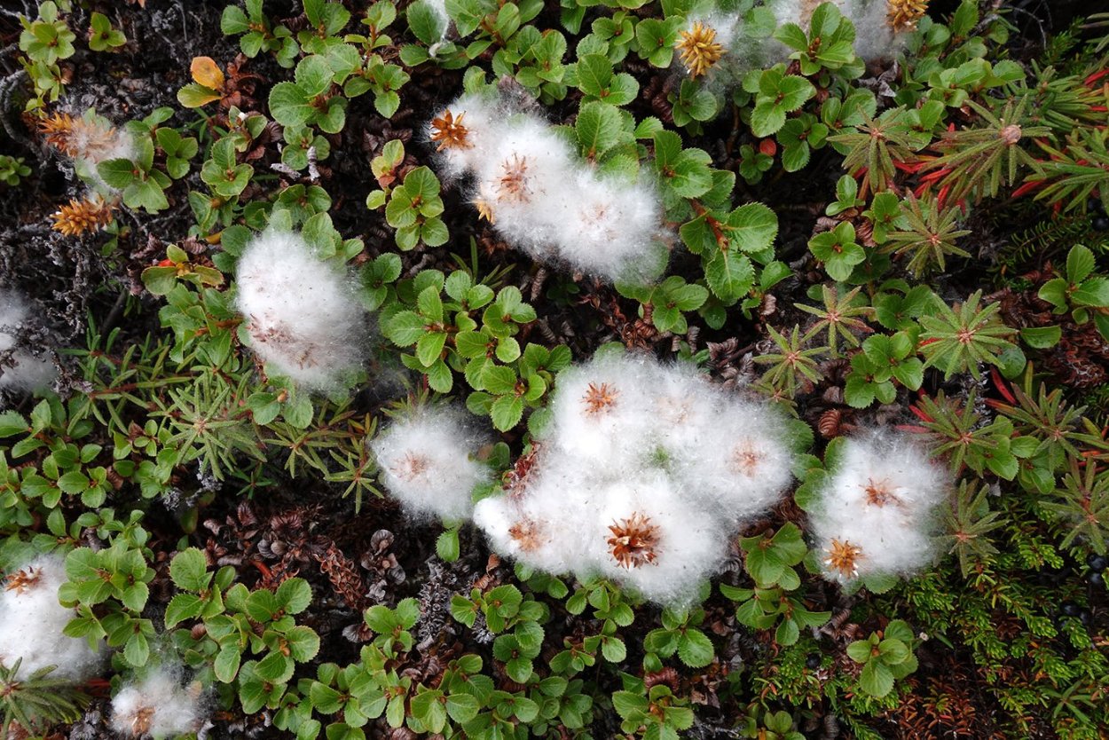 Salix serpyllifolia Ива тимьянолистная с1