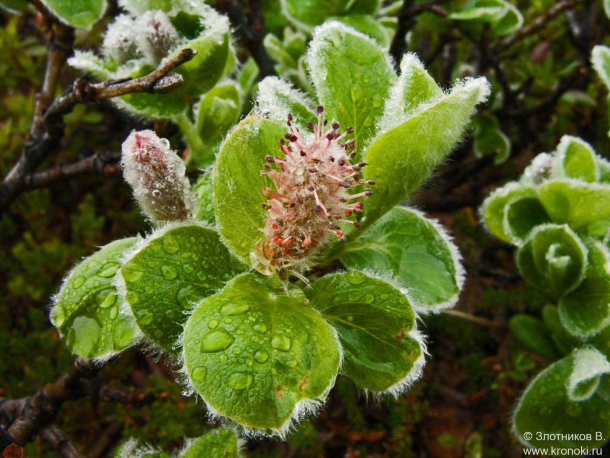 Самое маленькое дерево Арктическая Ива