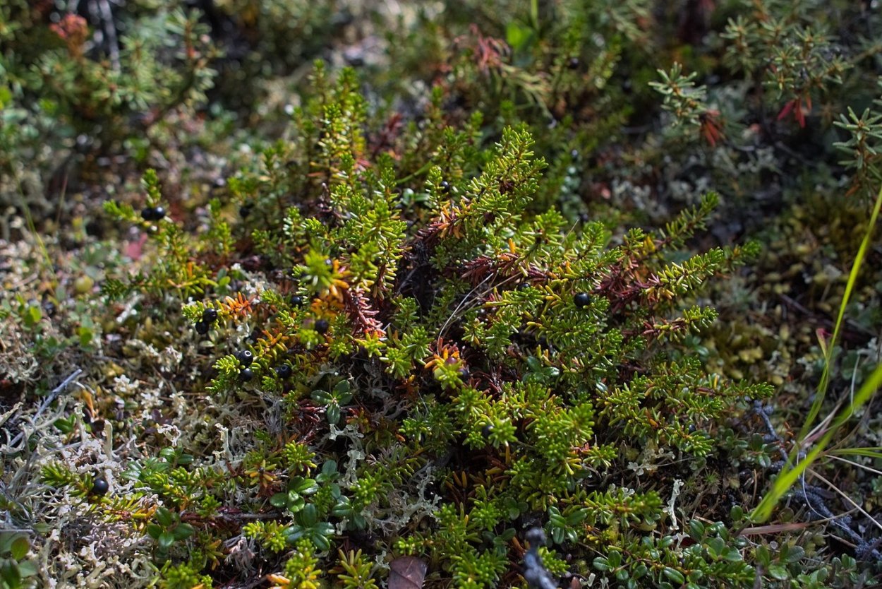 Полярный ягель