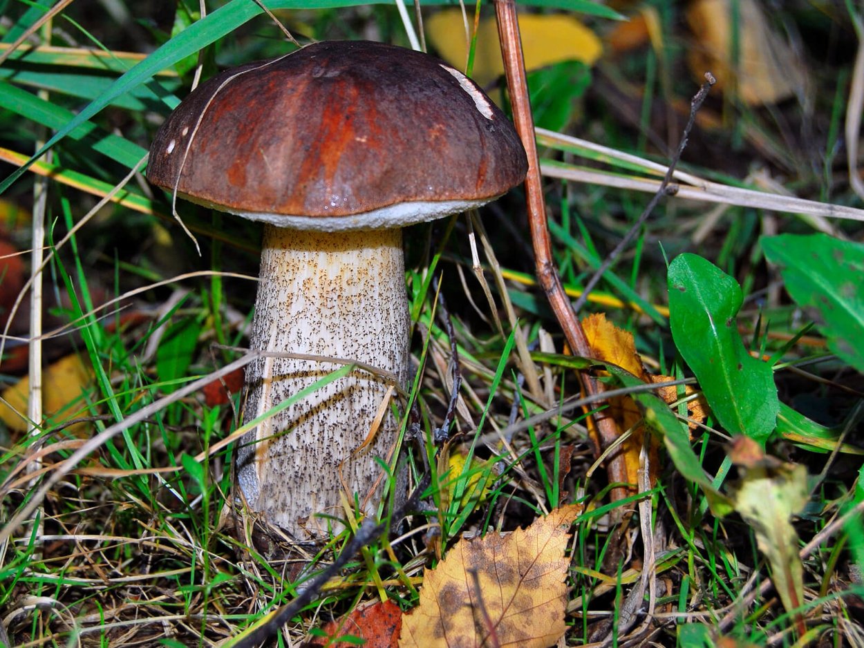 Обабок гриб великан