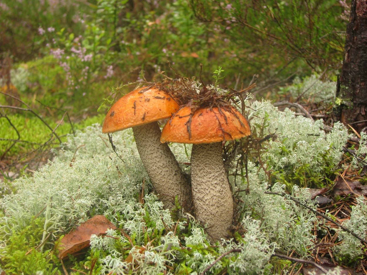 Подосиновик и подберезовик