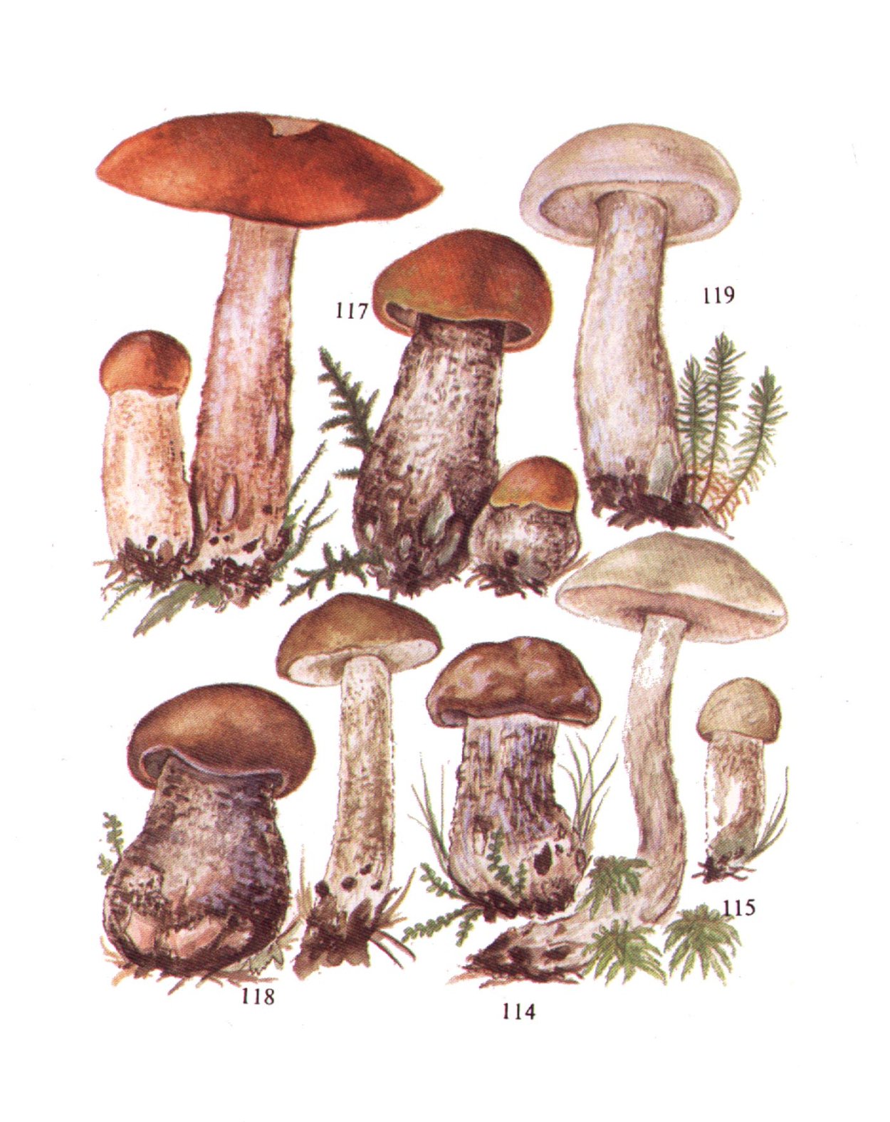 Подберезовик грибы для детей детского сада