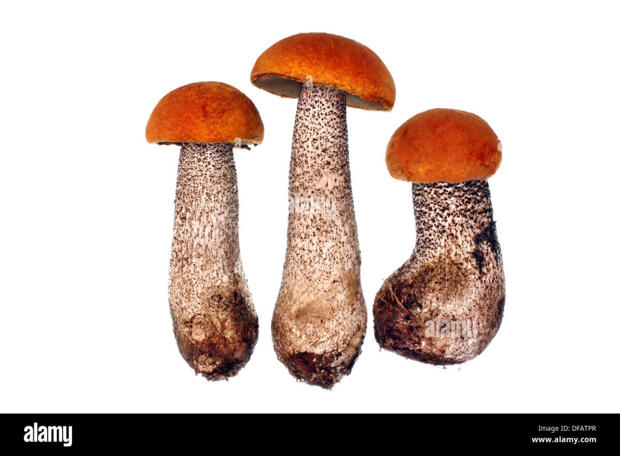 Подберезовики много