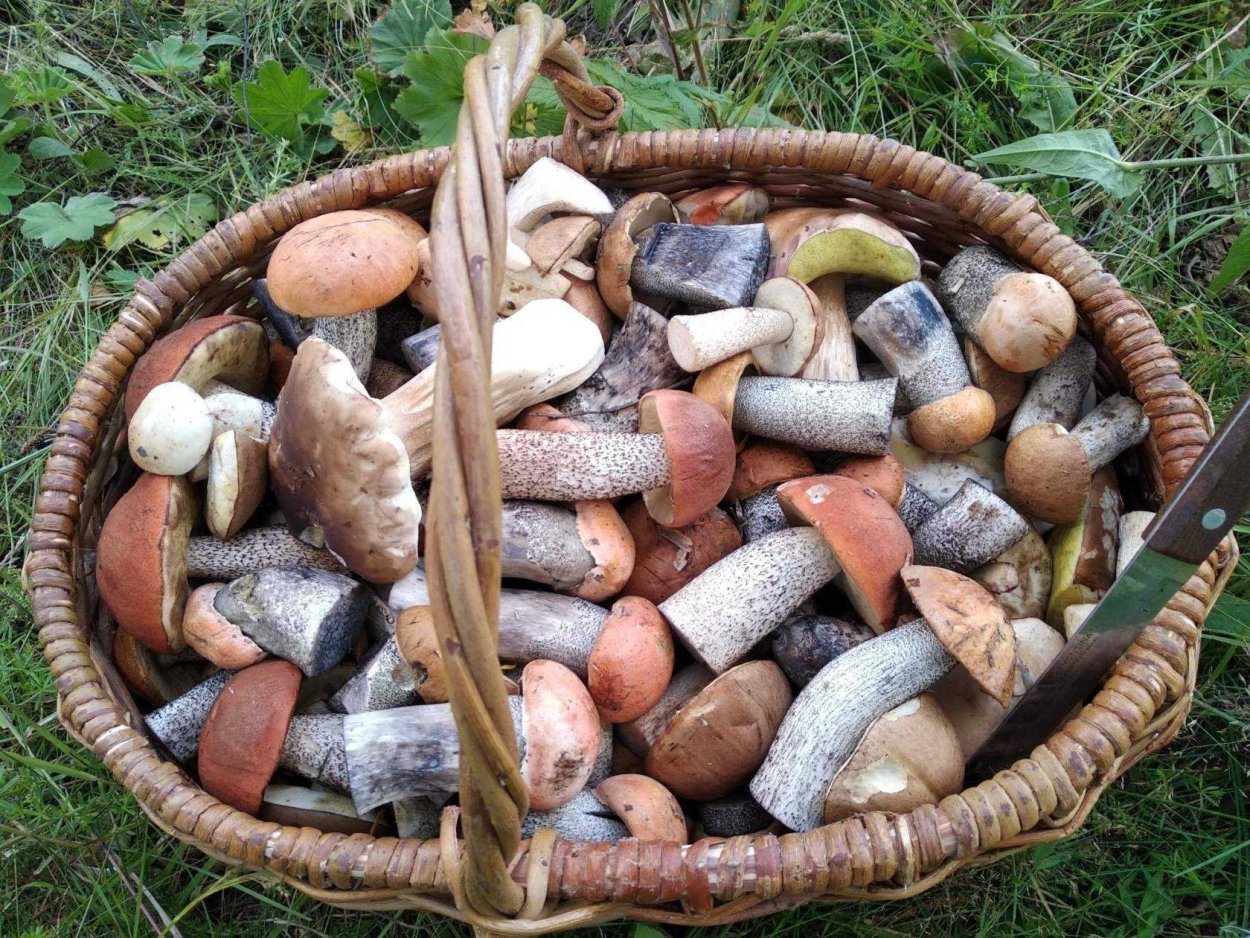 Белый гриб подосиновик подберезовик