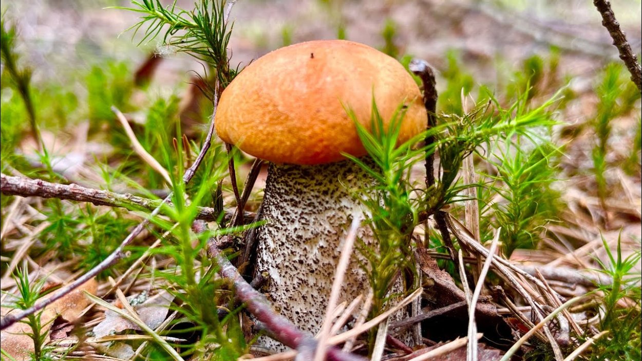 Грибы сморчки подберезовики