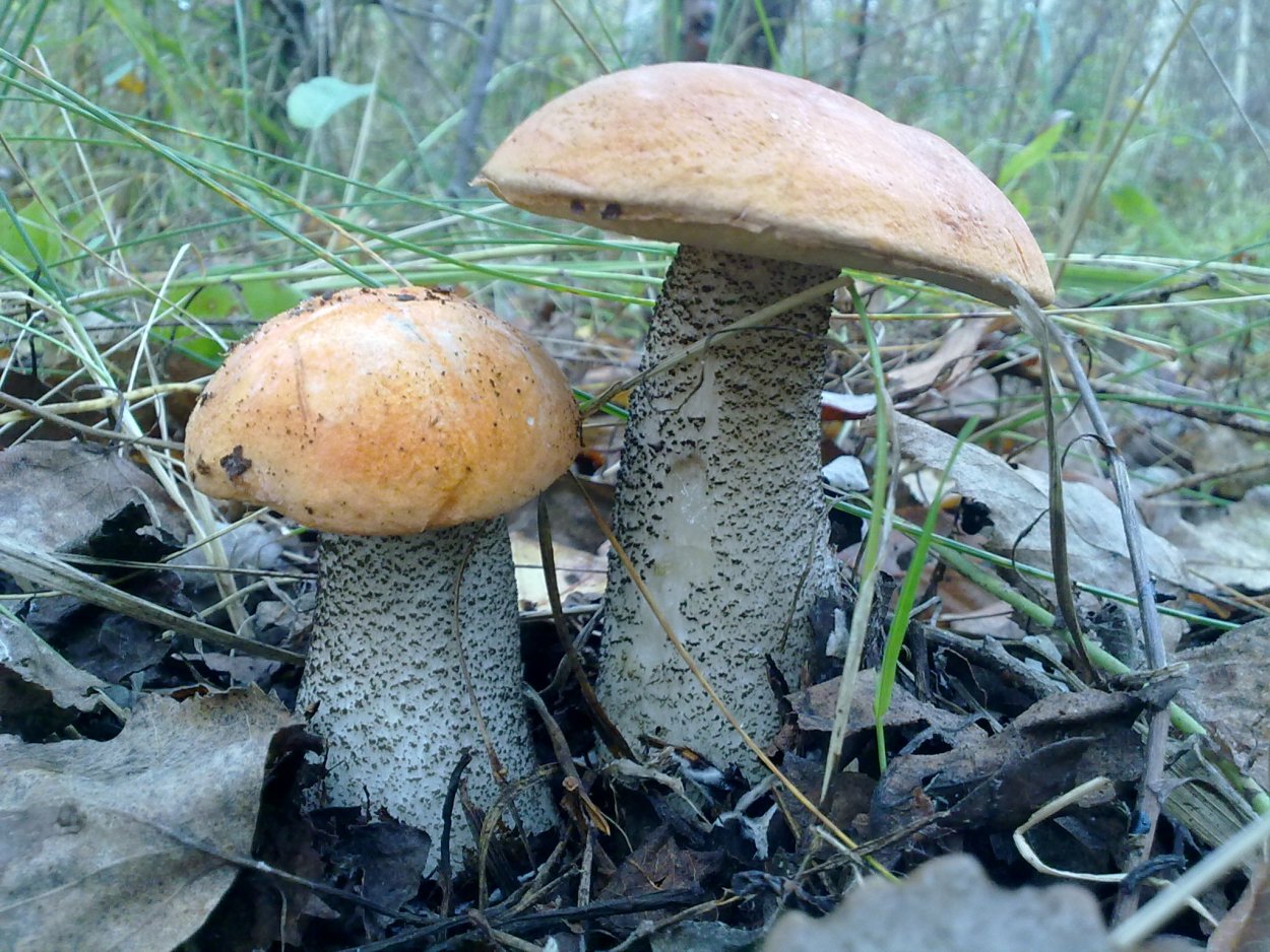 Подосиновик и подберезовик