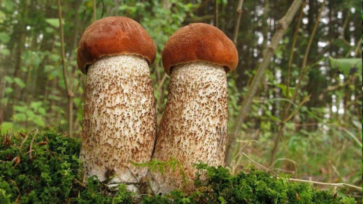 Болотный подосиновик