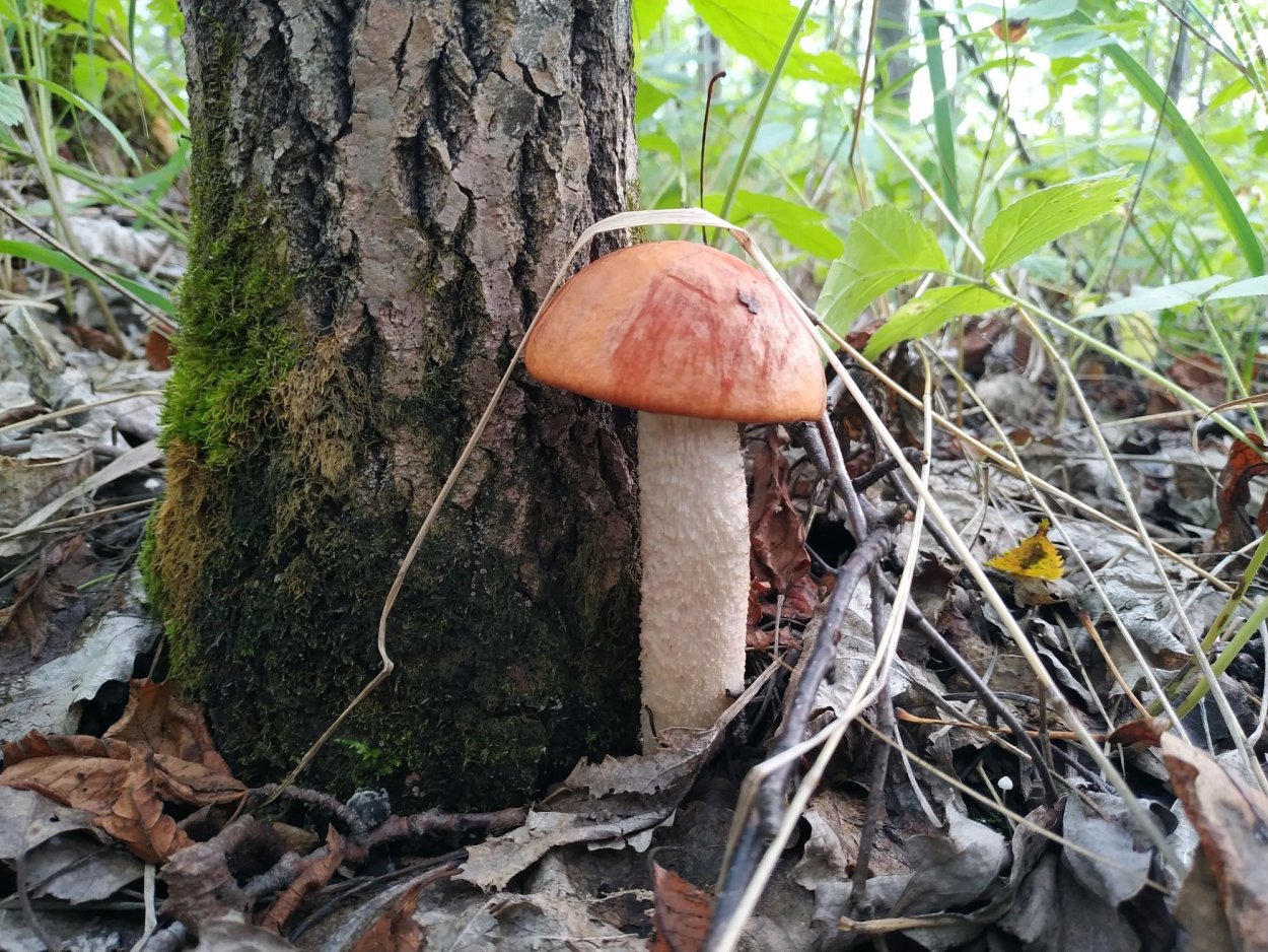 Гриб Осиновик