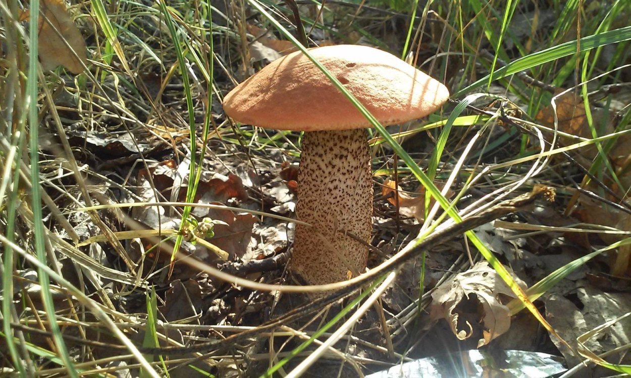 Гриб с обозначениями