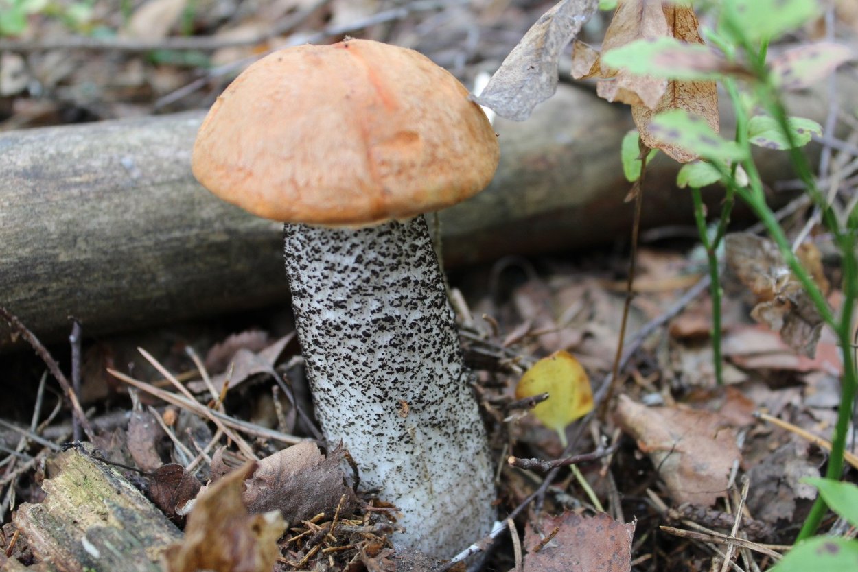 Молодой подосиновик