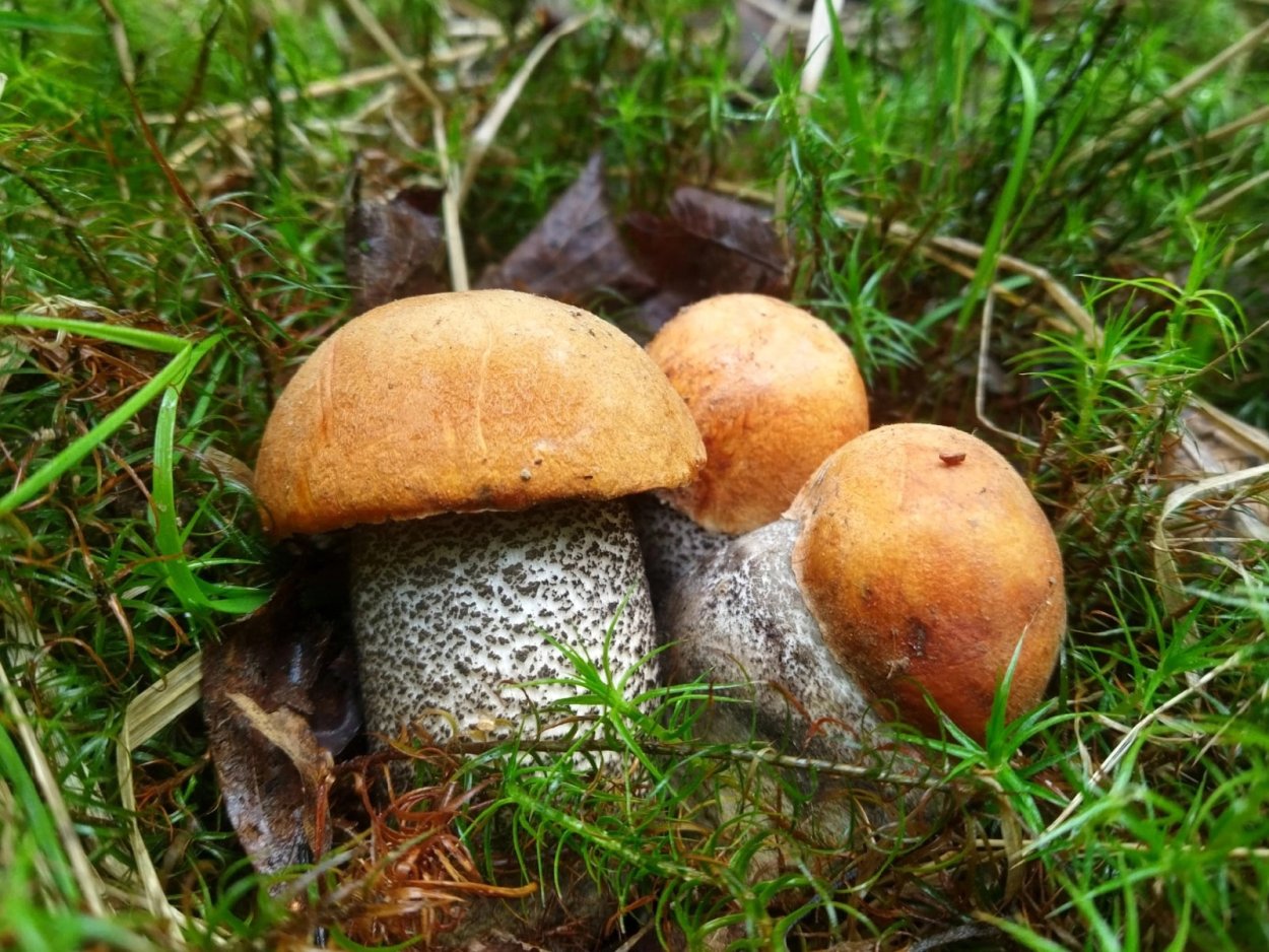 Съедобные грибы подберезовик Ленинградской области