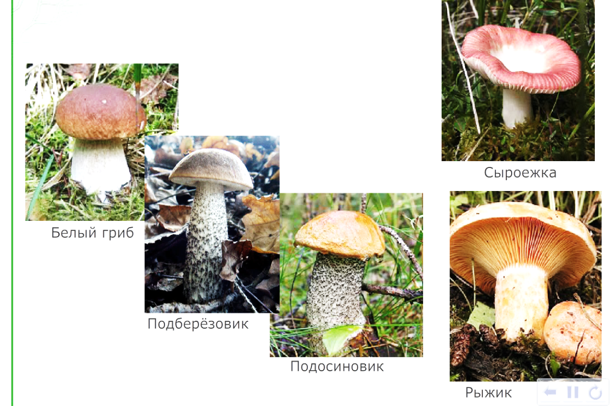 Белый гриб подосиновик подберезовик отличия