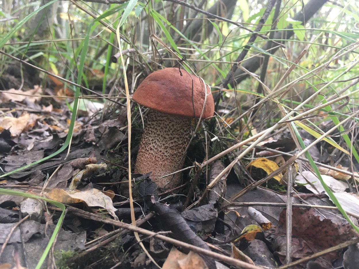 Черноголовик гриб ложный