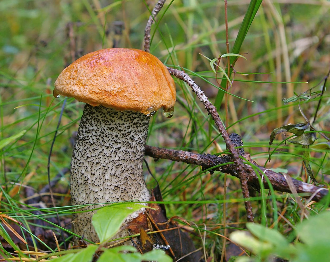 Обабок гриб великан