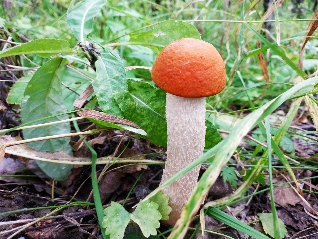 Подберезовик черноголовик и подосиновики